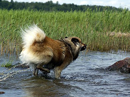 Eurasier Monty - action im Wasser