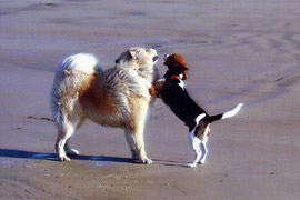 Quibou mit Freund am Strand
