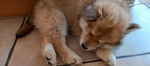 Eurasier Z&uuml;chter Kucharczyk